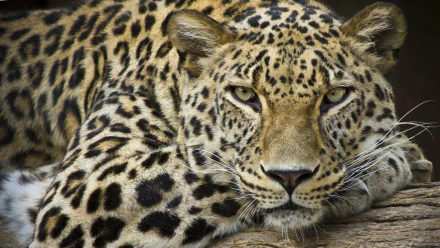 HD desktop wallpaper with a close-up image of a leopard resting on a wooden log.