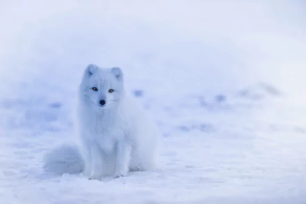 Snow-covered arctic fox with white fur stands calmly in a snowy landscape, captured in a high-definition PC desktop wallpaper background.