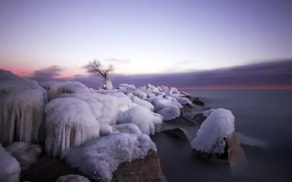 5K Ultra HD PC desktop wallpaper: a lonely tree on an icy winter shoreline, frozen rocks and the calm ocean beneath a pastel dawn sky.