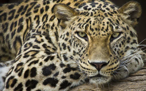 HD desktop wallpaper with a close-up image of a leopard resting on a wooden log.