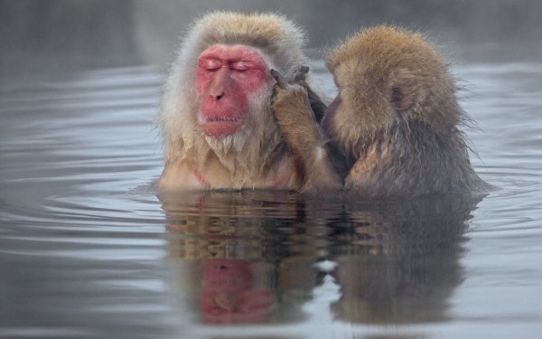 Animal Japanese Macaque Monkeys Reflection Primate Monkey HD Wallpaper | Background Image