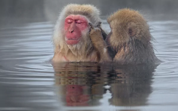  Japanese Macaques