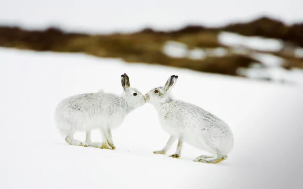  Mountain Hare