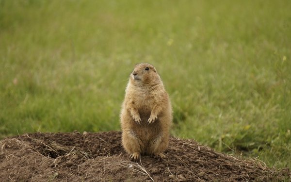 Animal Prairie dog Rodent Grass Blur HD Wallpaper | Background Image