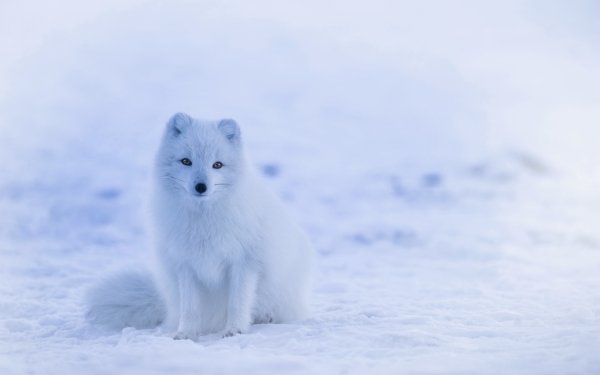 Animal Arctic Fox Dogs Fox White Snow HD Wallpaper | Background Image