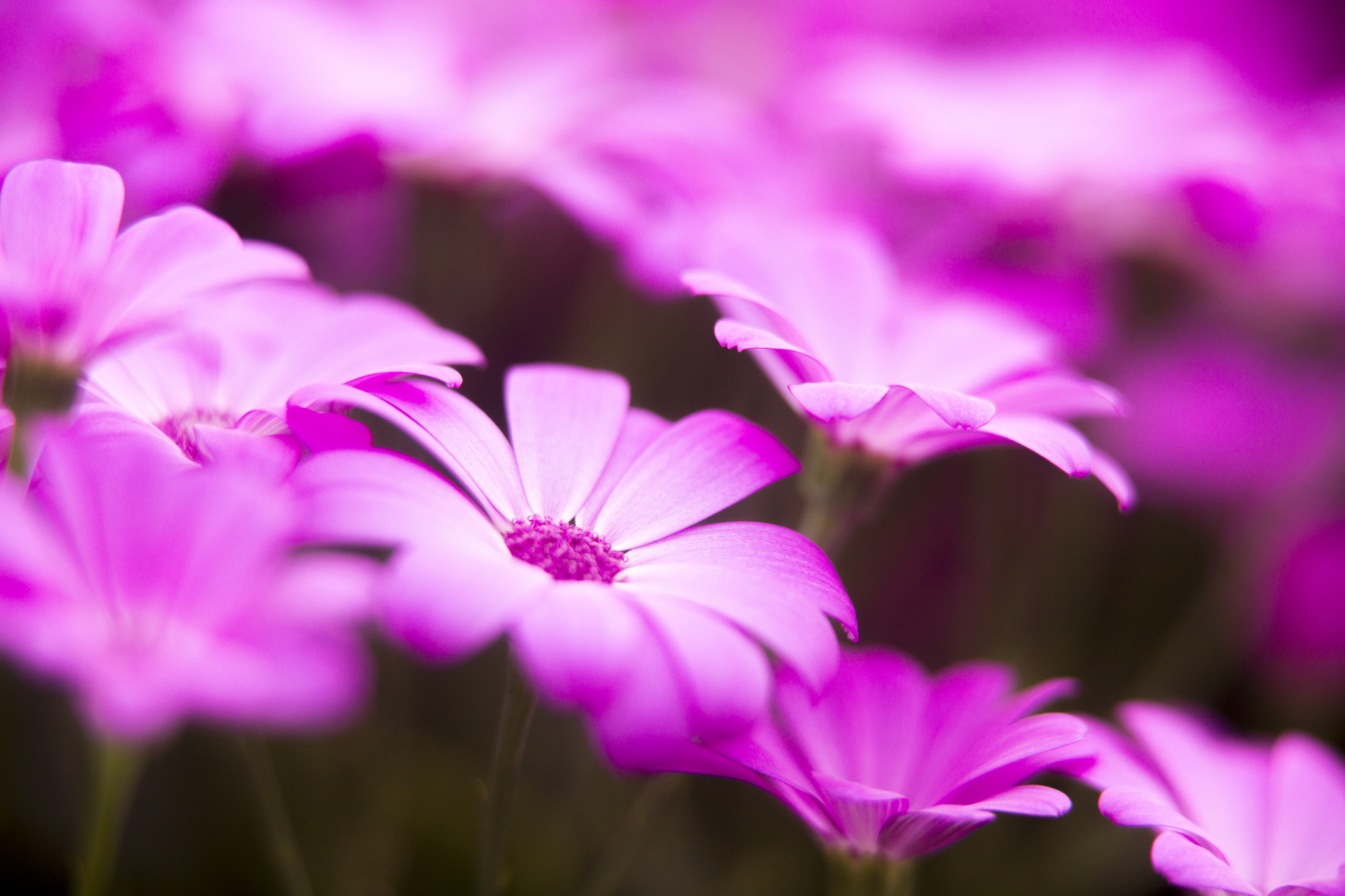 Download Blur Pink Flower Nature Flower HD Wallpaper