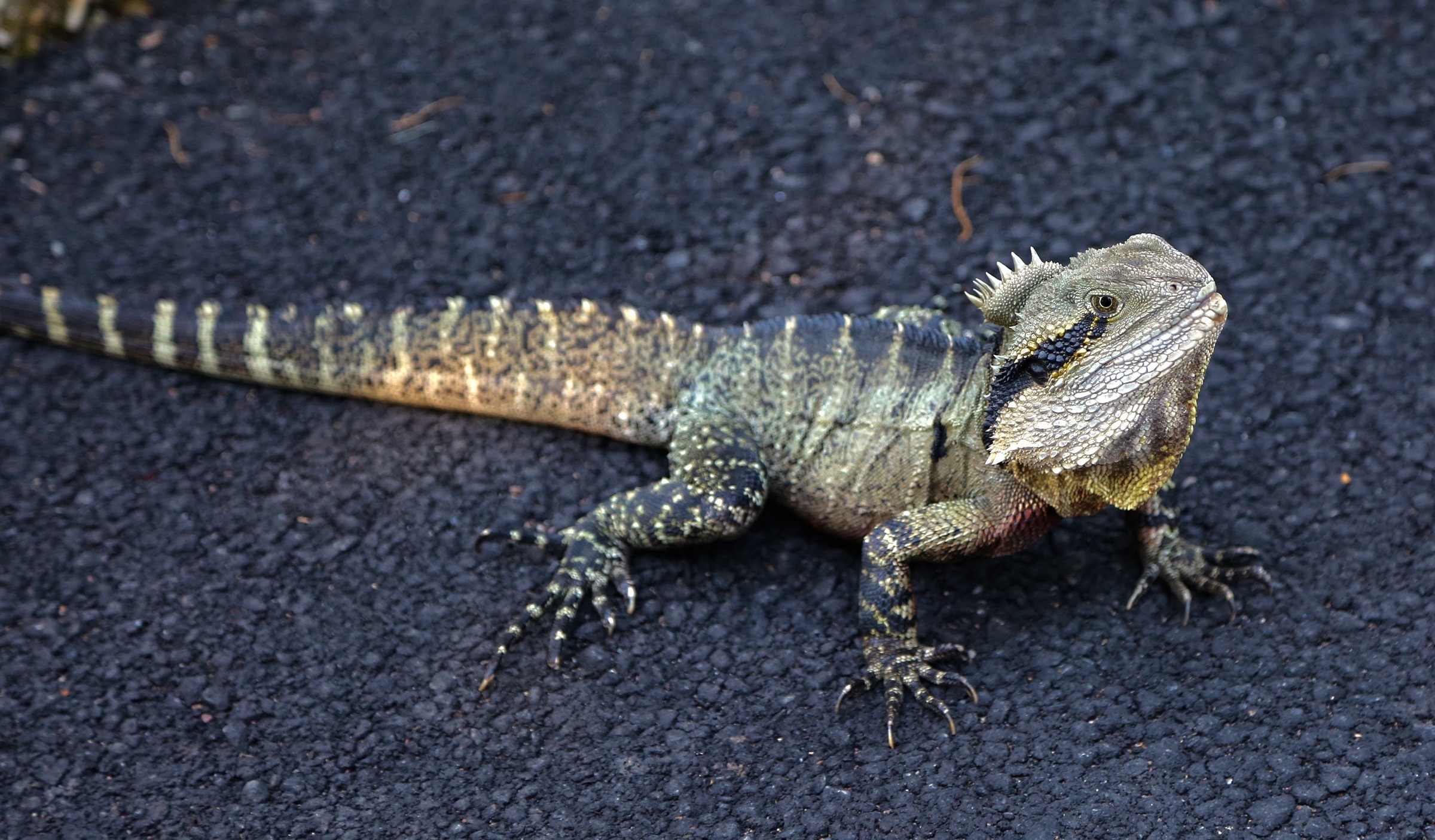 Australian Water Dragon