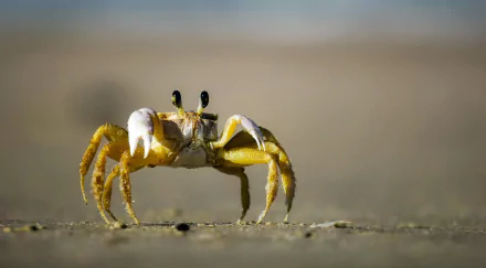  Yellow Ghost crab, (Ocypodinae)