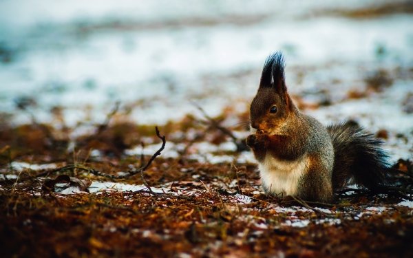 Animal Squirrel Winter Blur Rodent HD Wallpaper | Background Image