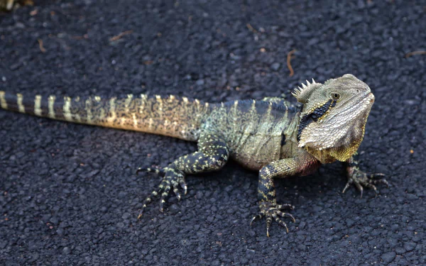  Australian Water Dragon