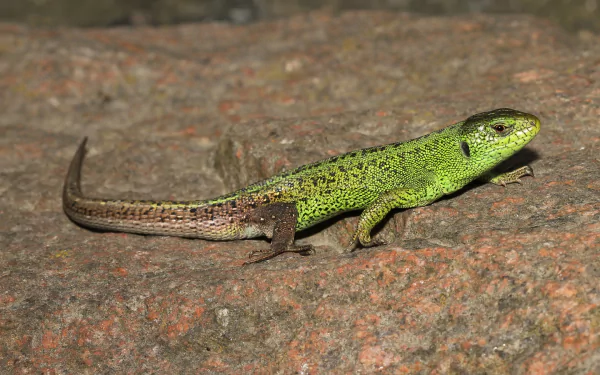  Green Sand Lizard