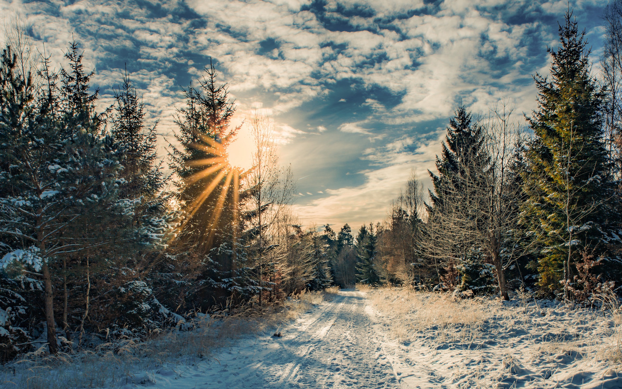 Download Tree Sunbeam Sky Path Forest Nature Winter HD Wallpaper
