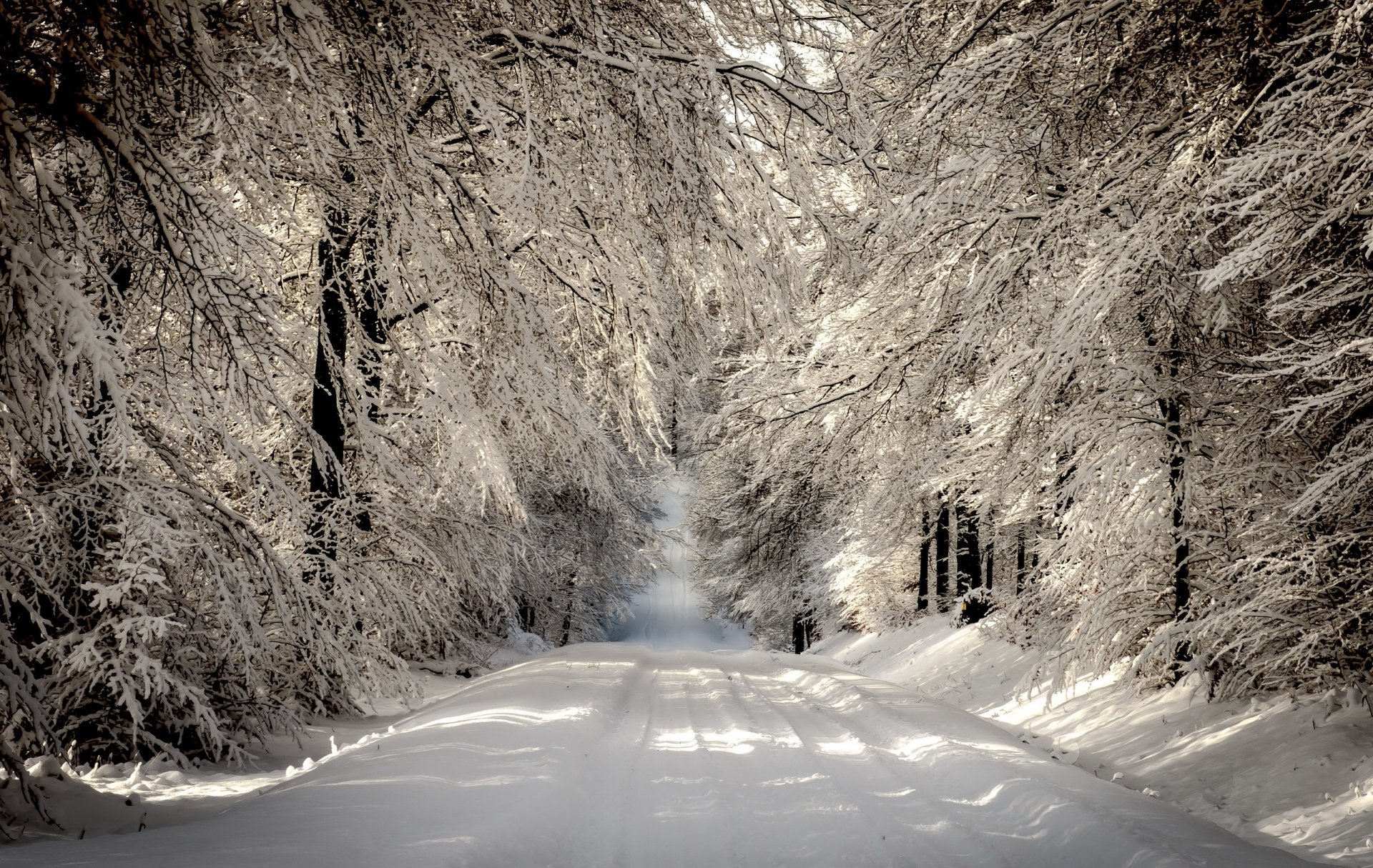 Download Road Forest Tree White Snow Nature Winter HD Wallpaper