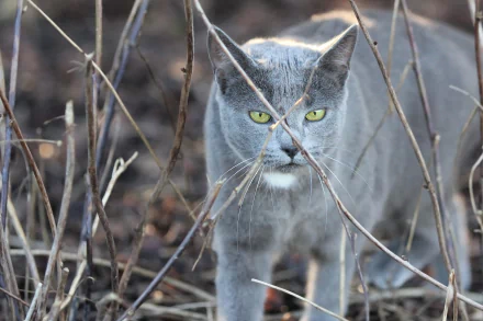 Animal cat HD Desktop Wallpaper | Background Image