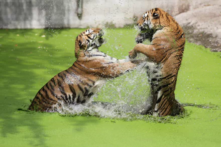 playing Animal tiger HD Desktop Wallpaper | Background Image