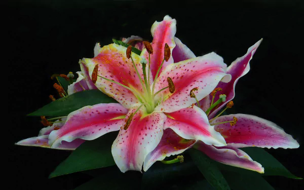  Pink Lily