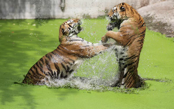 Two tigers playfully splash in a green water pool, captured in vibrant detail as a 4K Ultra HD PC desktop wallpaper.