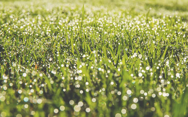 dew drop bokeh green macro nature grass HD Desktop Wallpaper | Background Image