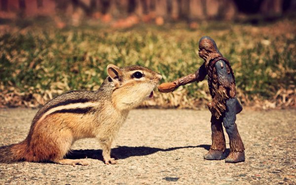 Humor Other Wookie Star Wars Squirrel Nut Chewbacca Figurine HD Wallpaper | Background Image