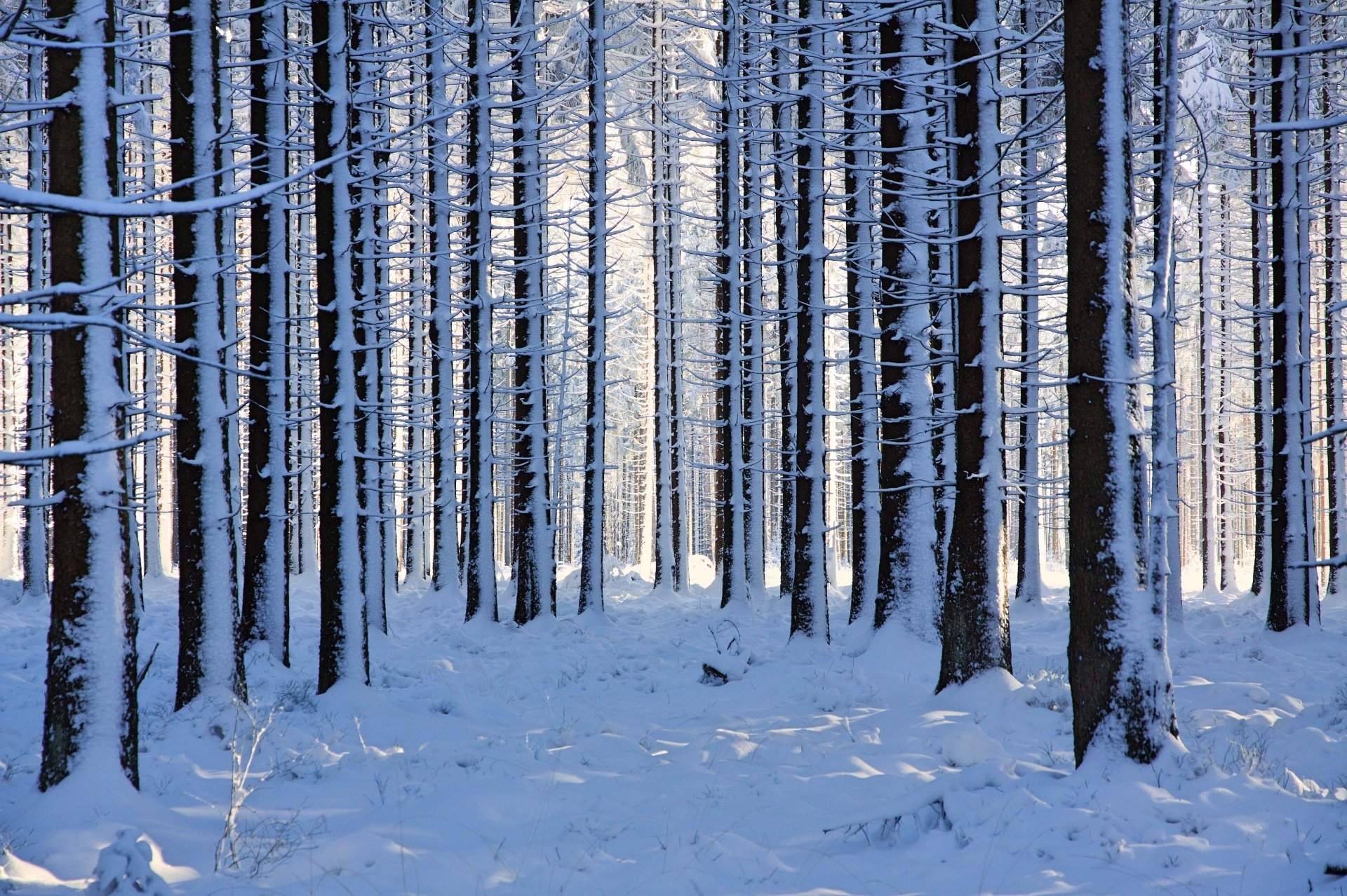 Download Forest Tree Snow Nature Winter 4k Ultra HD Wallpaper