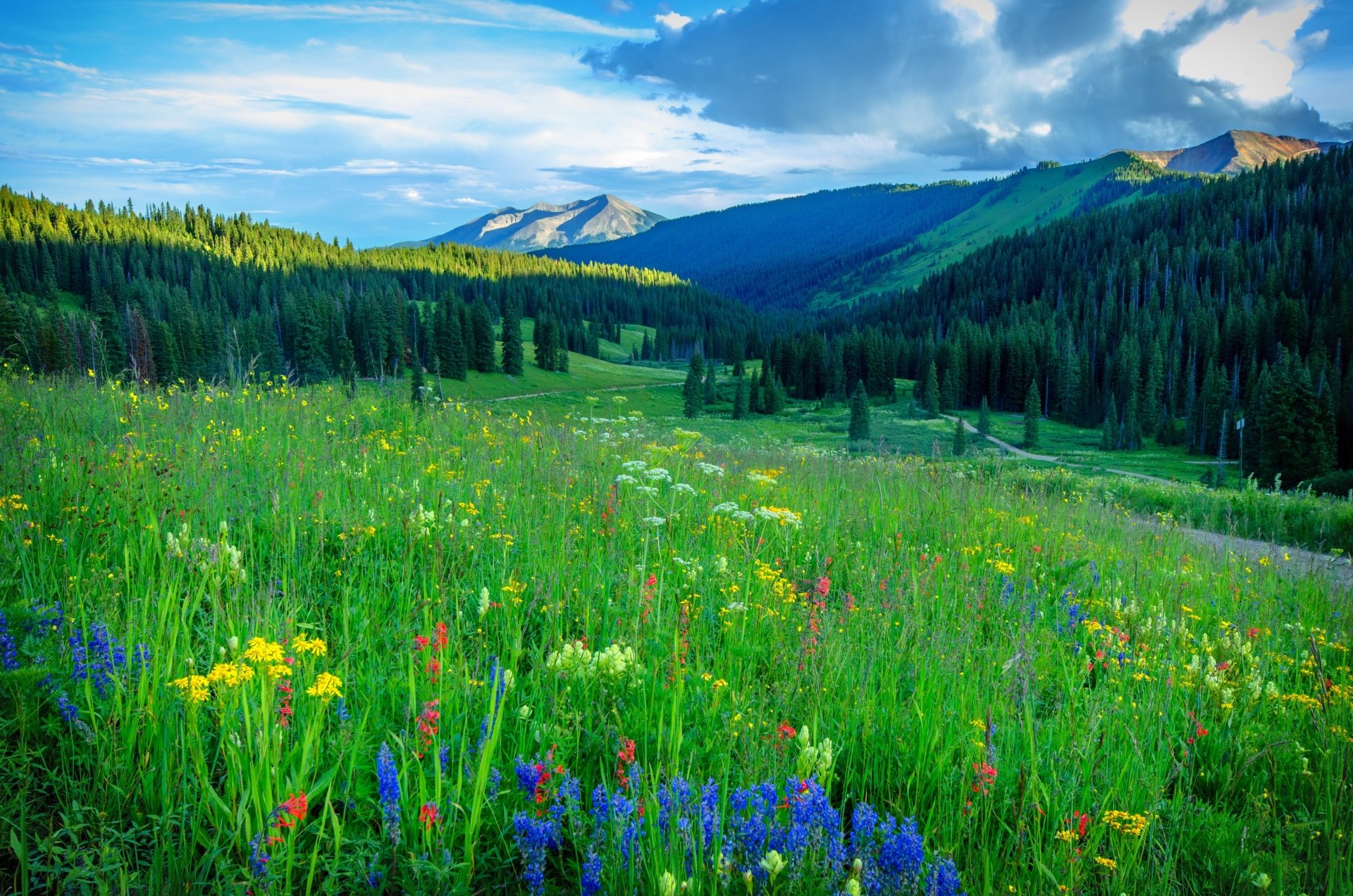 Download Flower Spring Grass Nature Meadow 4k Ultra HD Wallpaper