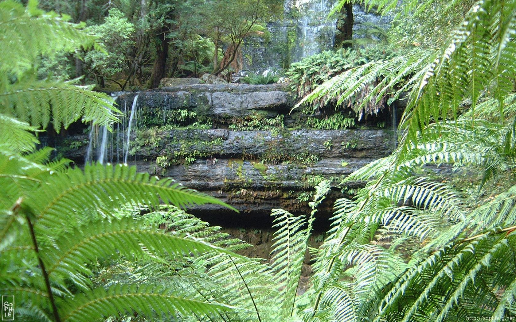A lush green scene featuring a serene waterfall nestled among ferns and rock formations, creating a calming nature backdrop for your desktop wallpaper.