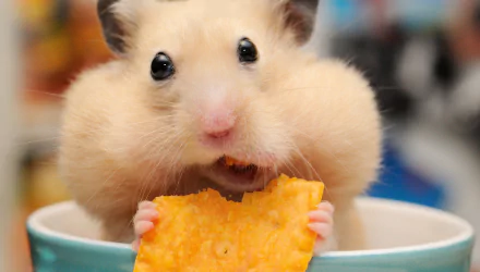Close-up HD desktop wallpaper of a hamster eating a crisp, showcasing its tiny paws and cheeks in vivid detail.