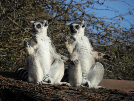  Two Ring-tailed lemurs soaking up the sun