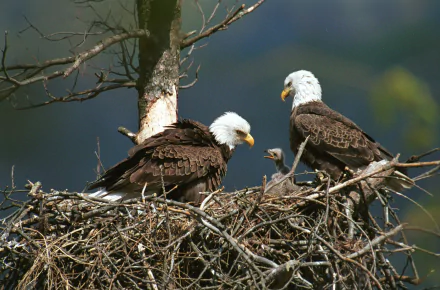  Family of Eagles