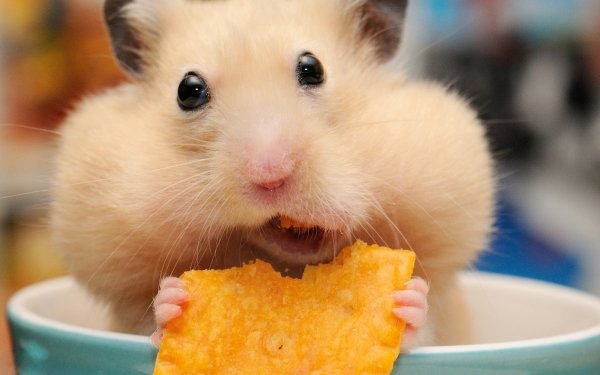 Animal Hamster Rodent Close-Up Eating HD Wallpaper | Background Image