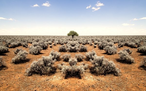 Earth Desert Horizon Bush Tree Lonely Tree Landscape Nature HD Wallpaper | Background Image