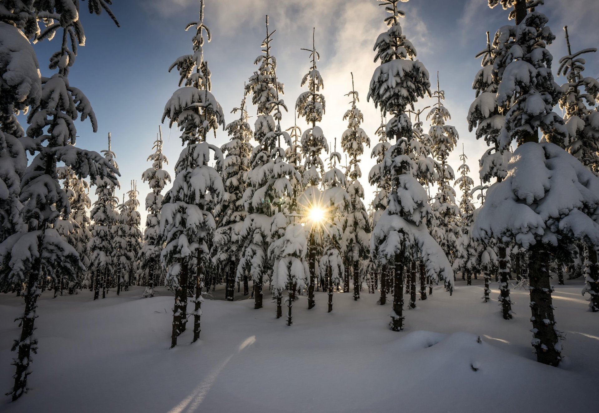 Download Snow Tree Forest Nature Winter HD Wallpaper | 2048x1412 ...
