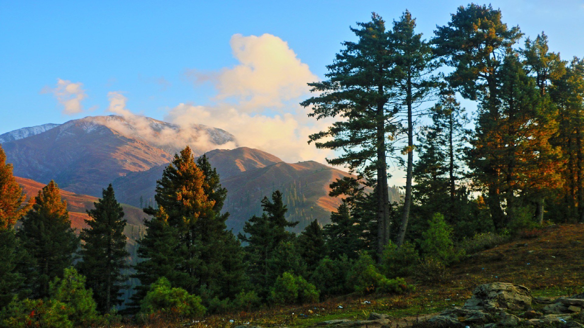 Download Tree Mountain Photography Landscape HD Wallpaper