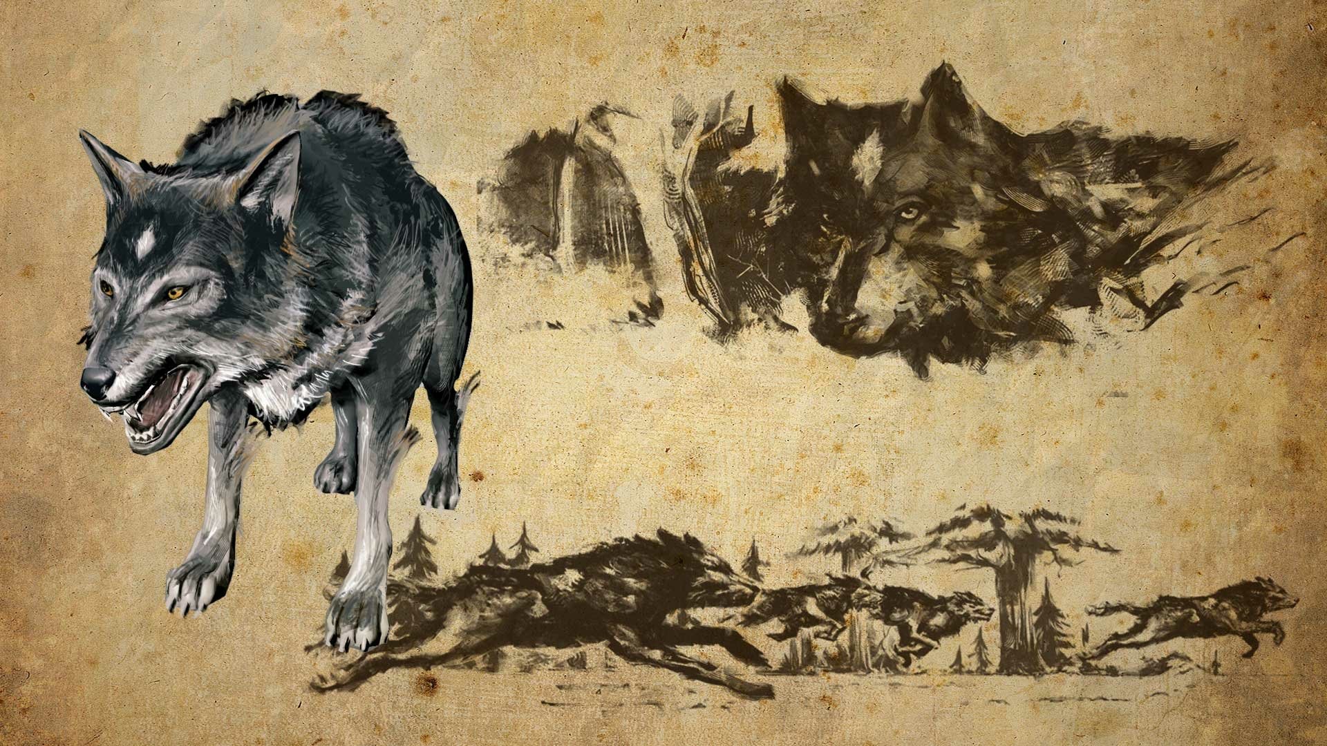 Duncraig wolf 电脑壁纸,桌面背景 | 1920x1080 