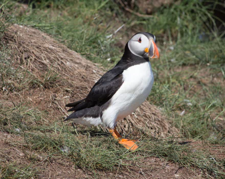  Puffin near the nest hole on Farne Island in the North Sea