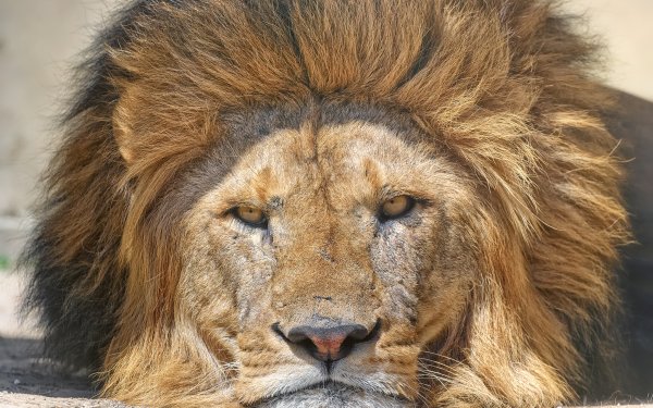 Animal Lion Cats Face Close-Up HD Wallpaper | Background Image