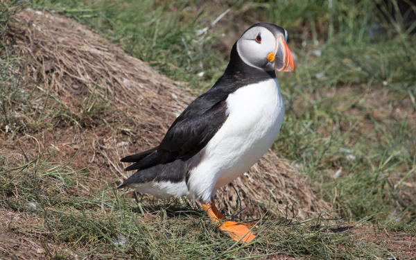  Puffin near the nest hole on Farne Island in the North Sea