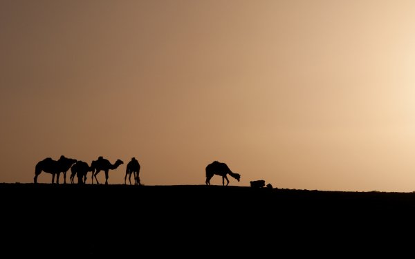 Photography Caravan Algeria Camel Africa Sunrise Sand Sahara Desert Silhouette HD Wallpaper | Background Image