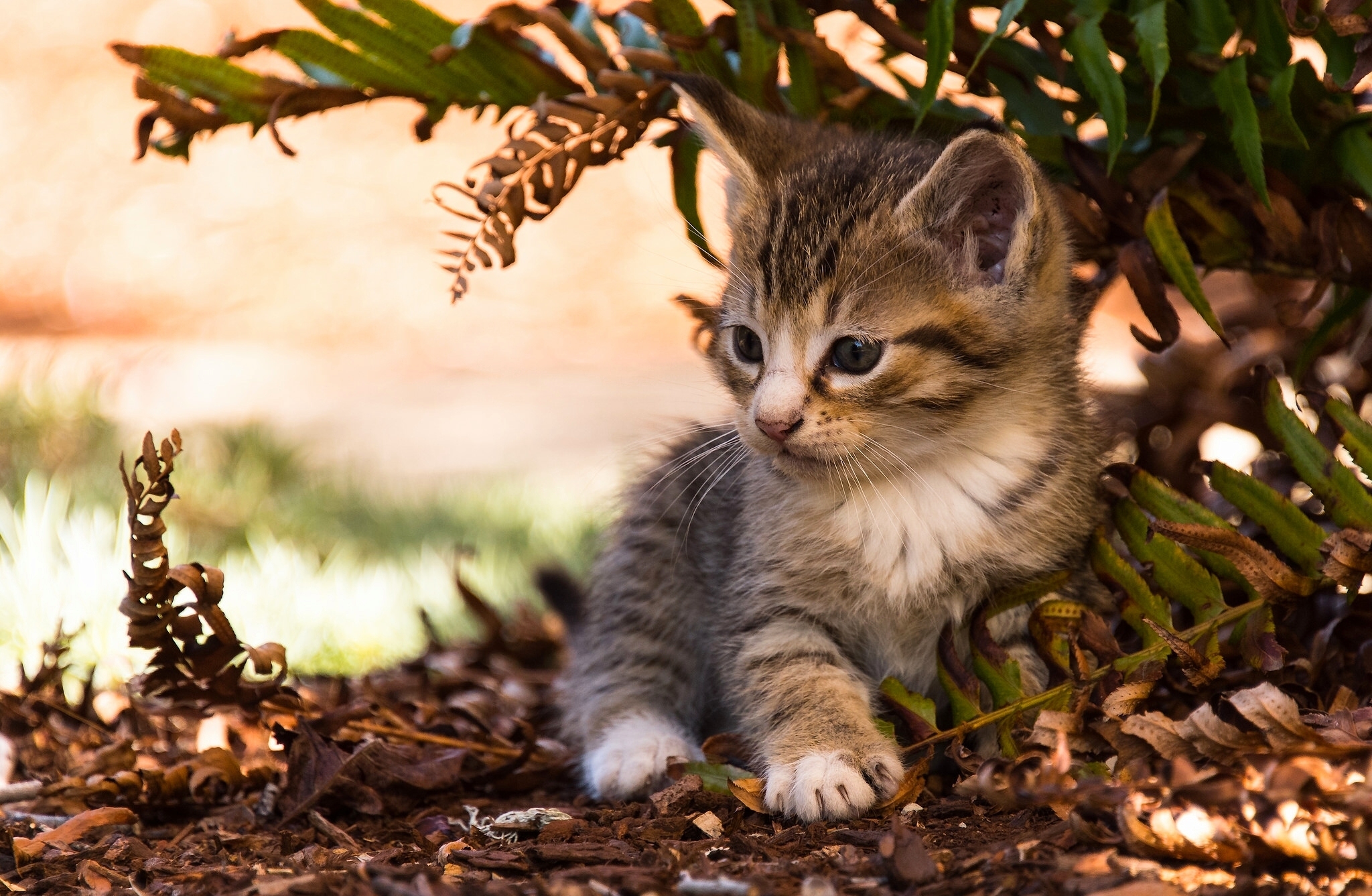 Cute Cat Kitten Nature Animal Android Wallpaper Android Hd Wallpapers ...