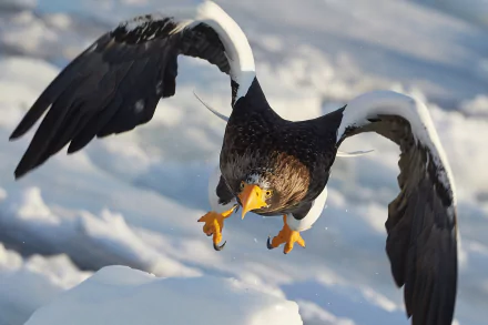 Steller's Sea Eagle bird of prey diving over snow, yellow beak and talons extended — HD PC desktop wallpaper and background showcasing the eagle's power.