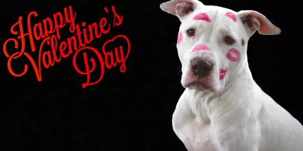A white dog with pink lipstick kisses on its face sits against a black background with the words Happy Valentine's Day in red. HD wallpaper and background image.