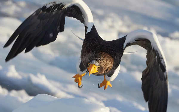 bird of prey beak bird eagle Animal Steller's Sea Eagle HD Desktop Wallpaper | Background Image