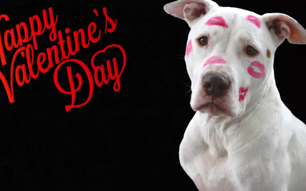 A white dog with pink lipstick kisses on its face sits against a black background with the words Happy Valentine's Day in red. HD wallpaper and background image.