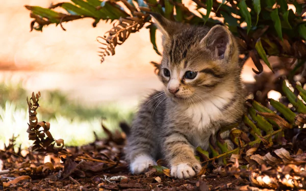 HD wallpaper of a cute kitten sitting amid ferns, with a blurred background enhancing its soft fur and innocent expression. The baby animal gazes curiously, making an adorable desktop backdrop.
