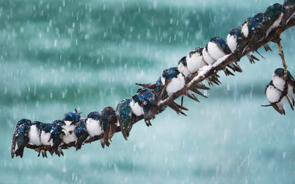 A group of swallows perched closely together on a snowy branch during heavy snowfall, captured in HD for a striking PC desktop wallpaper.