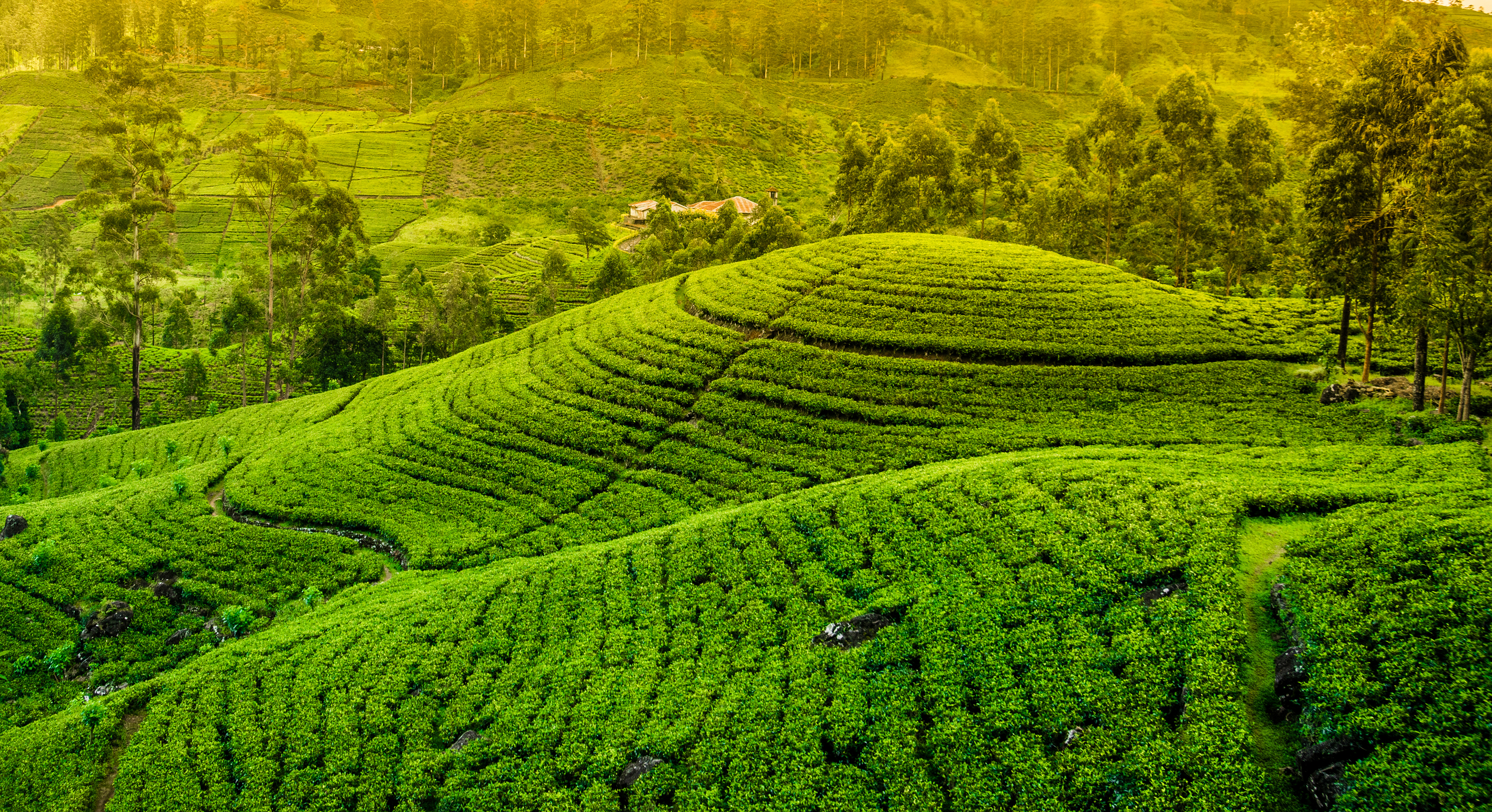 Man Made Tea Plantation HD Wallpaper | Background Image