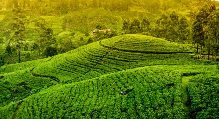 Lush green tea plantation spreads over rolling hills under warm sunlight, showcasing a vibrant man-made landscape in this HD desktop wallpaper.