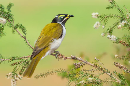  Blue-faced Honeyeater by Greg Oakley