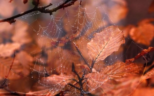 Photography Spider Web Macro Leaf Fall HD Wallpaper | Background Image