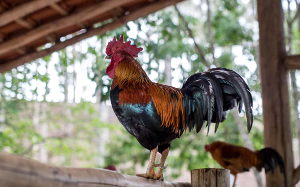 Animal rooster HD Desktop Wallpaper | Background Image